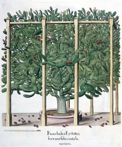 Ficus indica eystettensis、バジルベスラーによるHortus Eystettensis（1561-1629）、パブ。 1613 作： German School