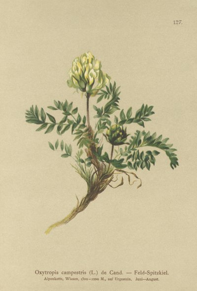 フィールドワカメ（Oxytropis campestris） 作： German School