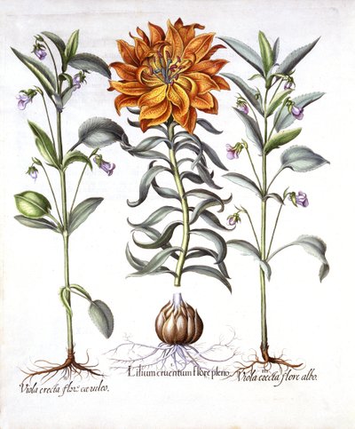 ファイア・リリーとビオラ、Hortus Eystettensis、バジル・ベスラー（1561-1629）、パブ。 1613（手描きの彫刻） 作： German School