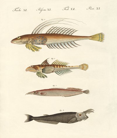 不思議な形をした魚（彩色済み彫刻 作： German School