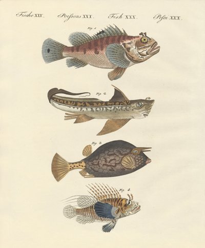 奇妙な形の魚 作： German School