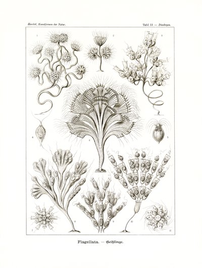 鞭毛虫、1899-1904 作： German School