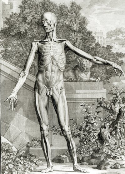 薄板にされた体、Bernard Siegfried Albinus（1697-1770）1747によるスケルトンのテーブルと人体の筋肉から 作： German School