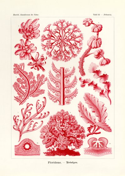 FlorideaeまたはRhodophyceae、1899-1904 作： German School