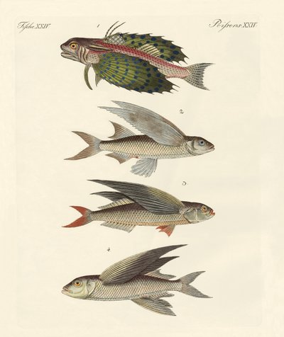 飛魚 作： German School