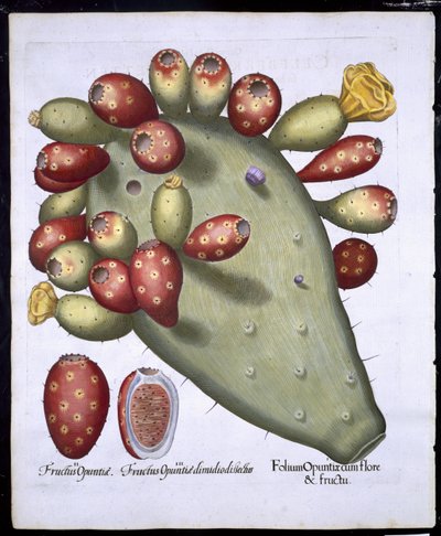 バジルベスラー（1561-1629）パブによるHortus Eystettensisからのフォリウムオプンティア。 1613（手描きの彫刻） 作： German School