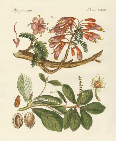 外国産の植物（カラーの彫刻 作： German School