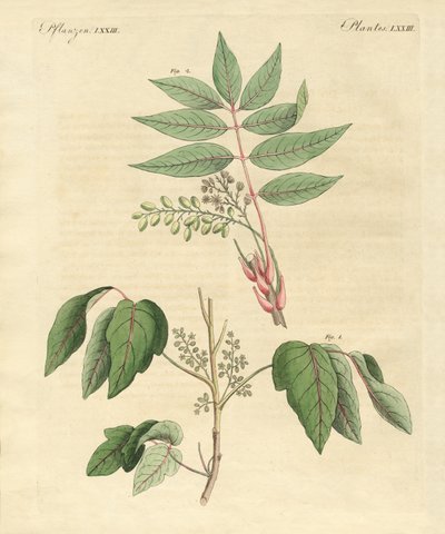 外国の有毒植物 作： German School