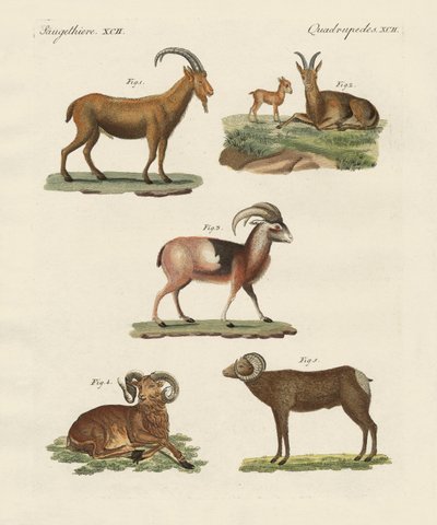 四足の動物（彩色済み彫刻 作： German School