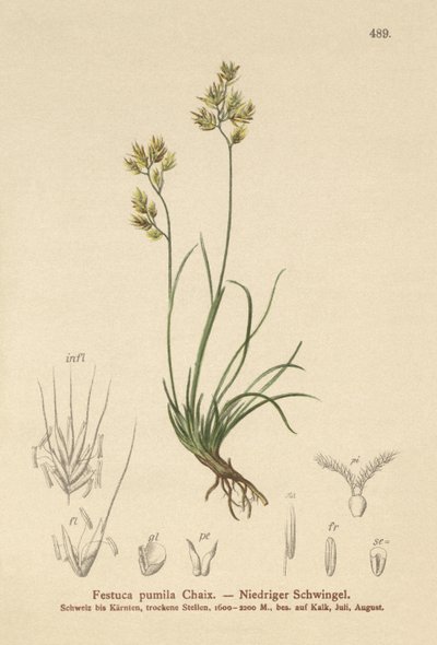 4葉フェスク（Festuca pumila、Festuca quadriflora） 作： German School