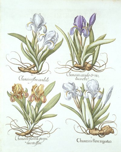Basil Besler（1561-1629）pubによるHortus Eystettensisの4種類の根茎アイリス。 1613 作： German School