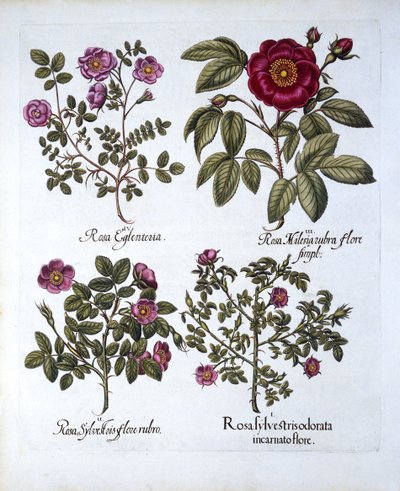 Hortus Eystettensisのバジルベスラー（1561-1629）が発行した犬のバラの4つの品種。 1613（手描きの彫刻） 作： German School