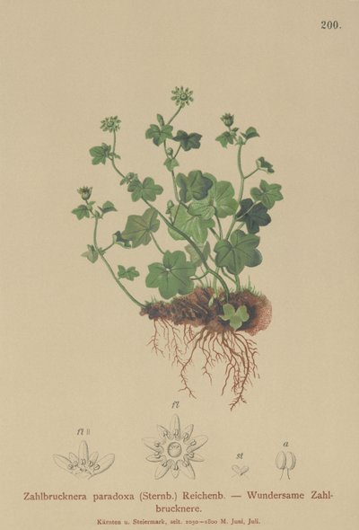 壊れやすいSaxifrage（Zahlbrucknera paradoxa、Saxifraga paradoxa） 作： German School