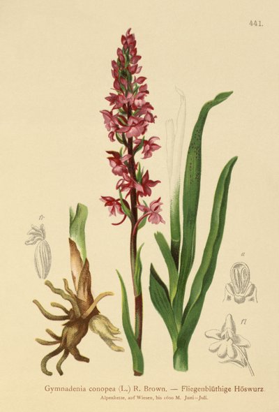 香りのよい蘭（Gymnadenia conopea） 作： German School