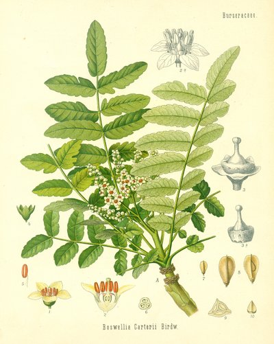 フランキンセンス、ケーラース薬用植物のイラスト、1887年に出版 作： German School