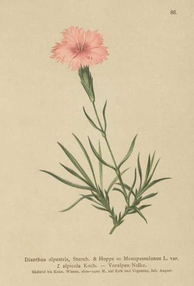 フリンジピンク（Dianthus Monspessulanus、Dianthus alpestris、Dianthus alpicola） 作： German School