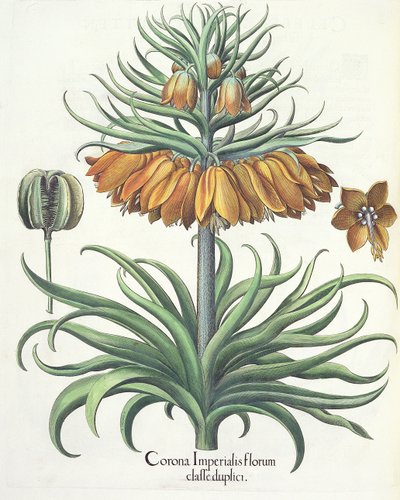 バジルベスラー（1561-1629）によるEystettensisからのヒョウモンクラウン帝国海軍の二重花、パブ。 1613 作： German School
