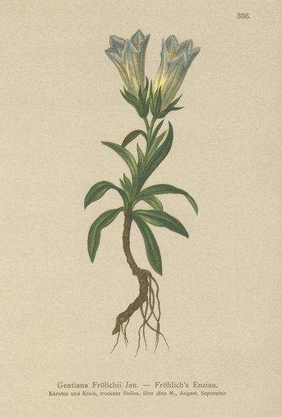 Froelichs Gentian（Gentiana Froelichii） 作： German School