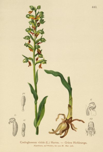 カエルオーキッド（Coeloglossum viride） 作： German School