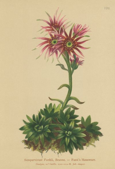 ファンクス編と雛（Sempervivum Funkii） 作： German School