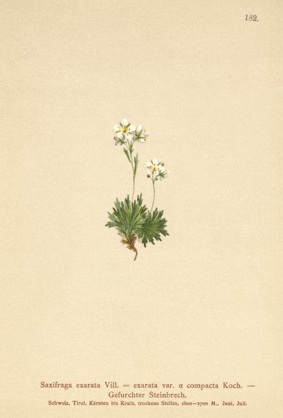 毛深いSaxifrage（Saxifraga署名SAXIFRAGA exarata var。Compactcij SAXIFRAGA exarata ssp。Moschata） 作： German School