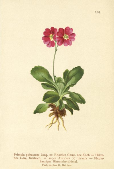 ガーデンオーリキュラ（Primula pubescens、Primula Rhaetica、Primula Helvetica） 作： German School