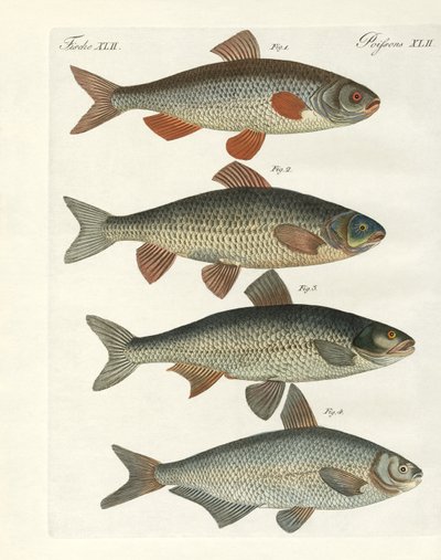 ドイツ川魚 作： German School