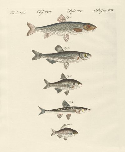 ドイツ川魚 作： German School