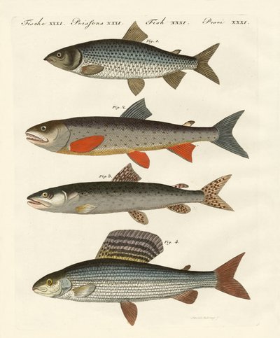 ドイツ川魚 作： German School