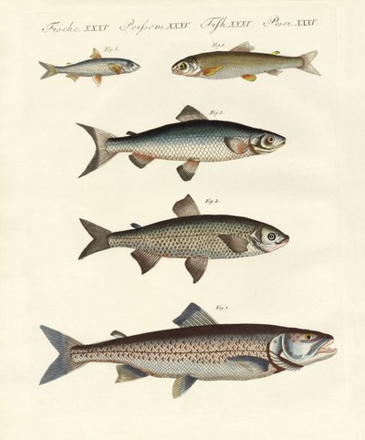 ドイツ川魚 作： German School