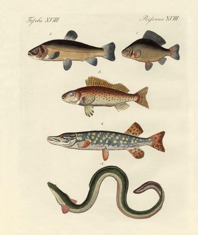 ドイツ海魚 作： German School