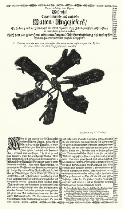 1683年にストラスブールで捕獲された巨大なネズミ（エングレービング 作： German School