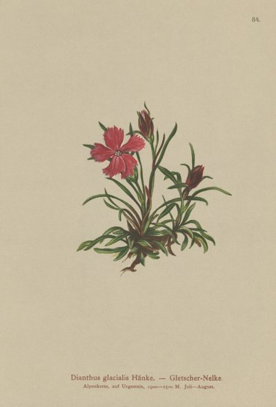 グレイシャーピンク（Dianthus glacialis） 作： German School