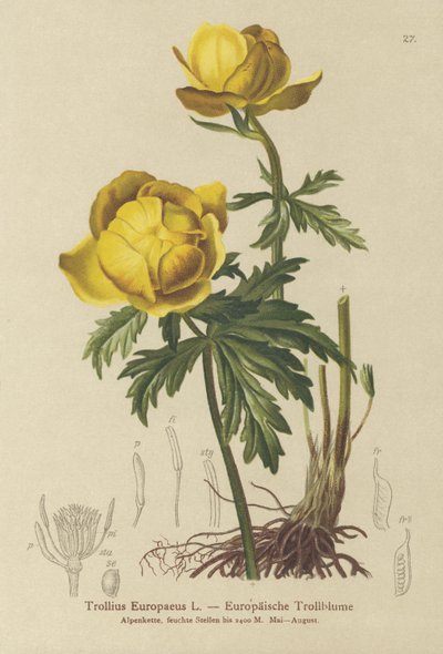 グローブフラワー（Trollius Europaeus） 作： German School