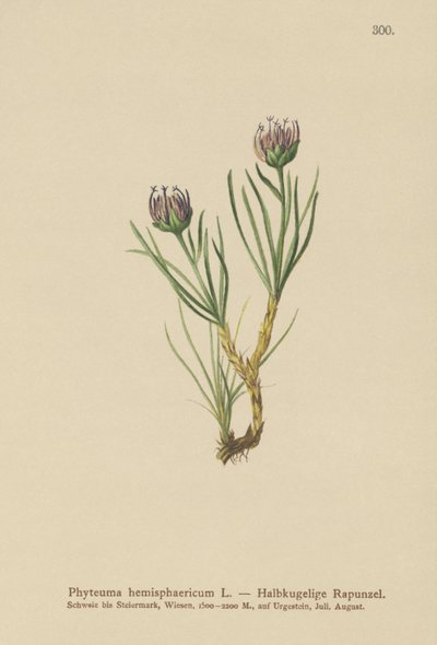 地球に向かったランピオン（Phyteuma hemisphaericum） 作： German School