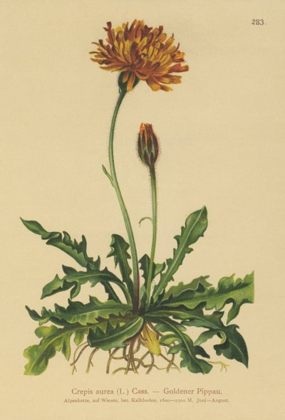 ゴールデンホークスヒゲ（Crepis aurea） 作： German School