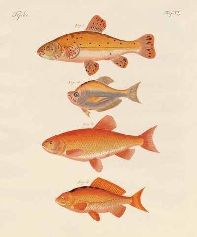 金魚（彩色済み彫刻 作： German School