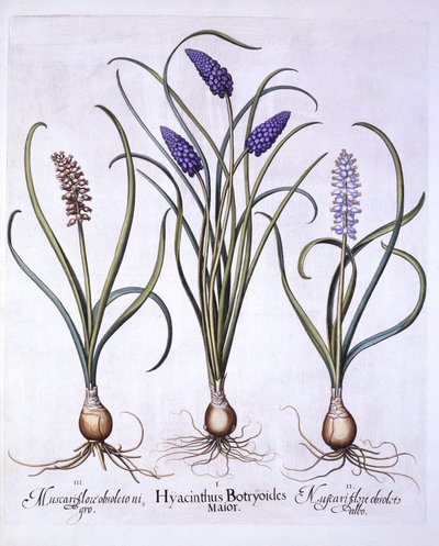 ブドウヒヤシンス、Hortus Eystettensis、バジルベスラー（1561-1629）、パブ。 1613（手描きの彫刻） 作： German School