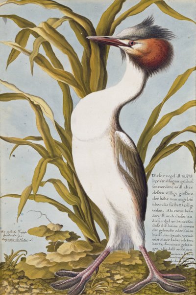 カンムリカイツブリ（Podiceps cristatus）c.1748（紙にトイレ） 作： German School