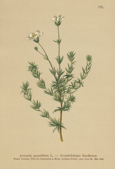 オオミズナギドリ（Arenaria grandiflora） 作： German School