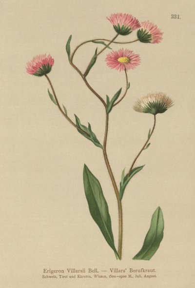 ギリシャ語Fleabane（Erigeron Villarsii、Erigeron atticus） 作： German School
