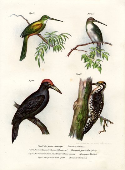 グリーンテールジャカマール、1864年 作： German School