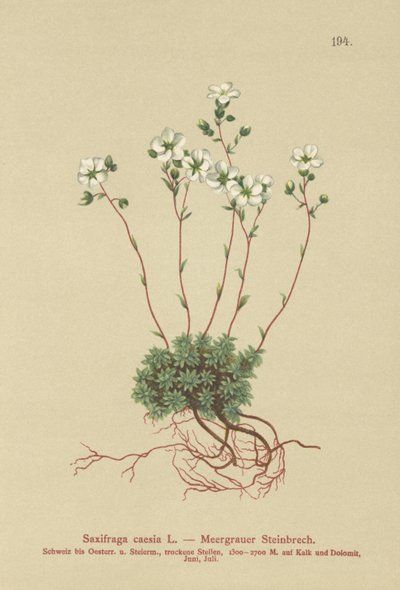 灰色のSaxifrage（Saxifraga caesia） 作： German School