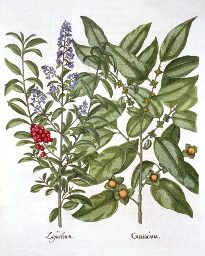 ガイタスと中国のイボタノキ、Hortus Eystettensisから、Basil Besler（1561-1629）、パブ。 1613（手描きの彫刻） 作： German School