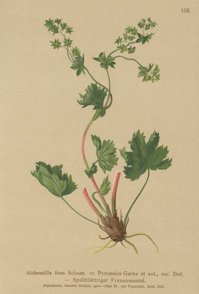 ヘアレスレディースマントル（Alchemilla fissa、Alchemilla Pyrenaica） 作： German School