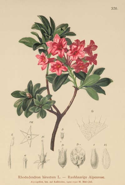 毛むくじゃらのアルペンローズ（Rhododendron hirsutum） 作： German School