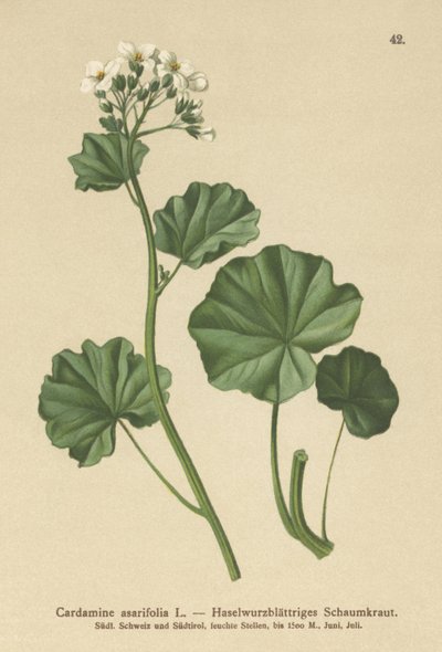 ヘアリービタークレス（Cardamine asarifolia） 作： German School