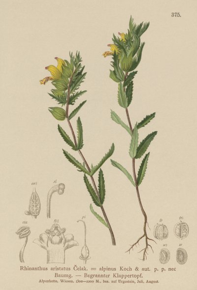 毛深い黄色いガラガラ（Rhinanthus aristatus、Rhinanthus alpinus） 作： German School