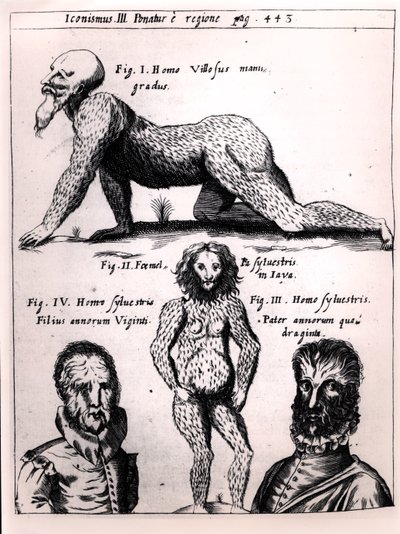 毛むくじゃらの男と野生の男、ガスパーショットによるPhysica Curiosaのイラスト（1608-66） 作： German School