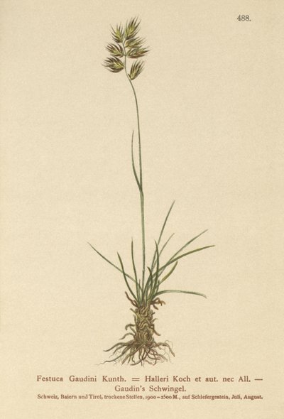 Hallers Fescue（Festuca Gaudini、Festuca Hallerie） 作： German School